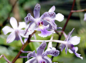 Wild Orchid