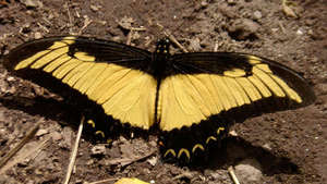 Butterfly sunning