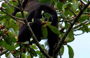 Increasing Tenorio Volcano Forest, Costa Rica