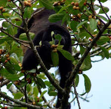 Increasing Tenorio Volcano Forest, Costa Rica