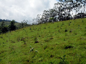 A newly planted native forest