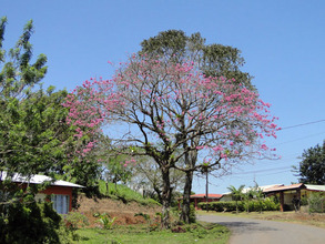 Corteza Negra-to be planted at the Tenorio project