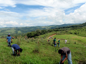 See the forest patch landscape