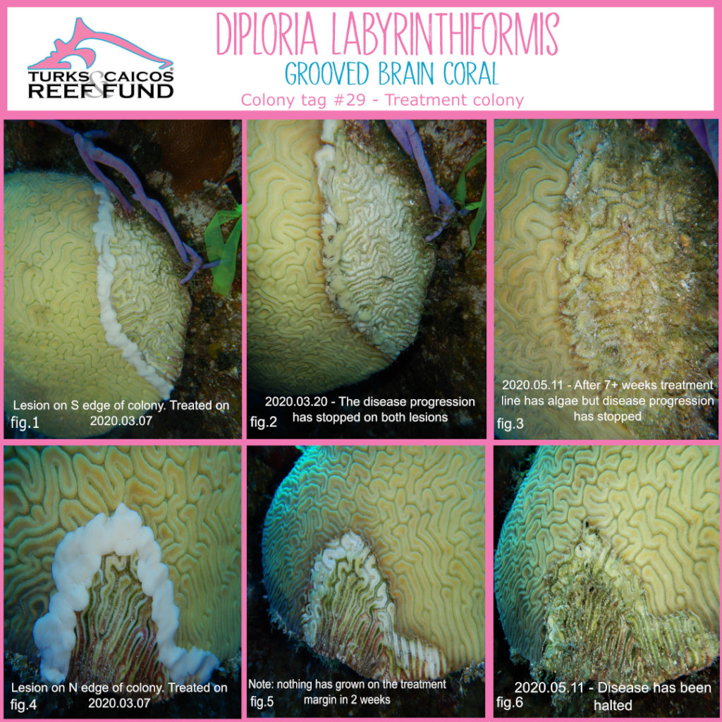 Stony Coral Tissue Loss Disease Intervention
