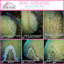 Stony Coral Tissue Loss Disease Intervention