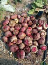 Growing veggies in our garden for extra nutrition