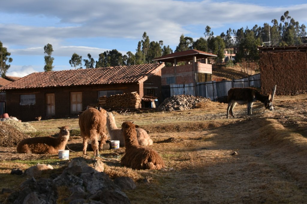 Ayni Relief Fund for Indigenous Peoples of Peru