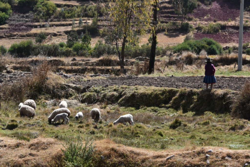 Ayni Relief Fund for Indigenous Peoples of Peru