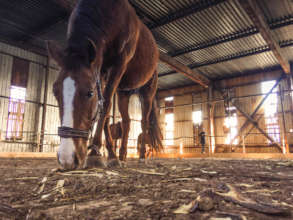Wise is checking out the horse interaction arena.
