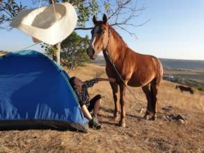 Wise enjoying a scratch during his first camping.