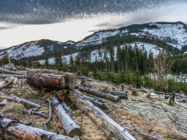 Planting 1.8 Million Trees in Kosovo