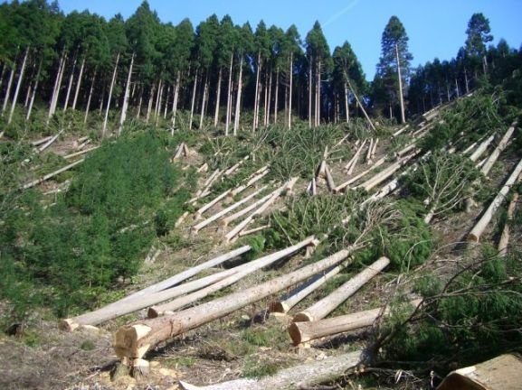 Planting 1.8 Million Trees in Kosovo