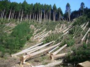 Woods in Kosovo :(