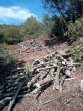 Woods in Kosovo :(