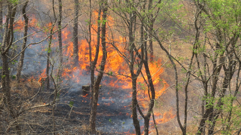 Stop forest fires to save jungles in Konkan,India. - GlobalGiving