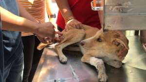Anti rabies vaccination