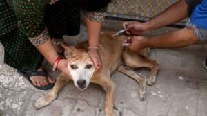 anti rabies vaccination drive