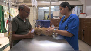 cat treatment at OPD