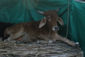Calf with splinted leg