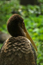 Beauty in our aviary