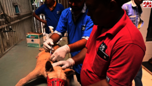 vaccination at our outpatient department