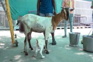 Sundari,The mother goat with a postpartum prolapse