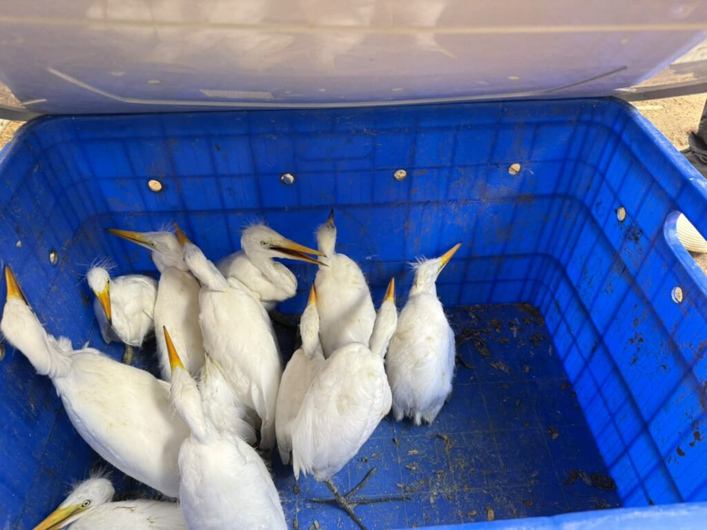 51 birds rescued after 9 trees were cut