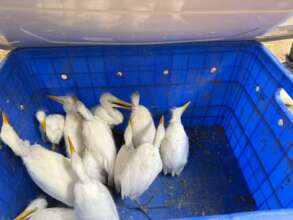 51 birds rescued after 9 trees were cut