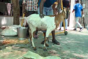 Sundari, after the complete treatment