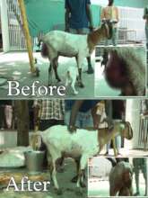 Sundari, the goat before & after her treatment