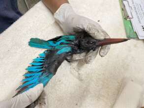 After removing oil from Blue