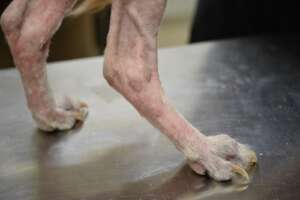 Dog is on the path of recovery