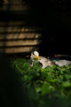 Beauty in our aviary