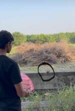 Bay-backed Shrike release after recovery