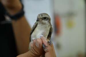 Bay-backed Shrike treatment