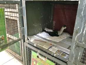 Bird is recovering under our team's supervision