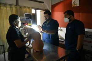 Diagnosed dermatophytes with wood's lamp