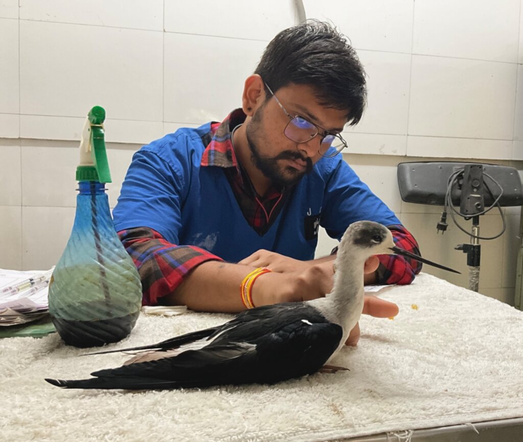 Doctor had to amputate its leg due to the wound