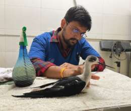 Doctor had to amputate its leg due to the wound