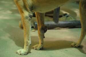 Dog arrived with a huge tumour
