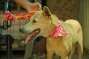 Dog was released after complete recovery