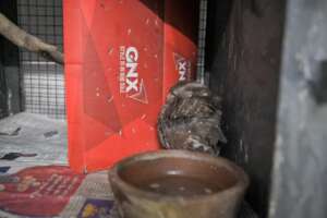 Greta at Jivdaya, under treatment