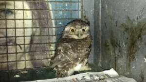 'Greta' the spotted owlet