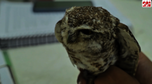 Greta was in a poor condition