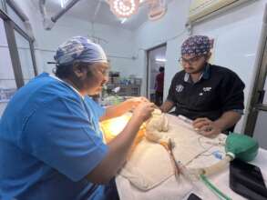 treatment of a spoonbill