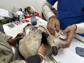 treatment of a painted stork