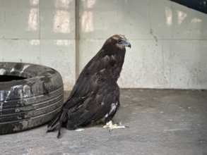 'Kiko' the Harrier with a wing fracture