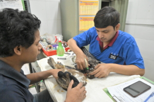 a kite is under treatment for its broken wing