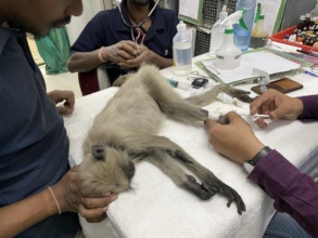 a monkey is receiving treatment at jct