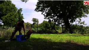 Mottled Wood Owl release